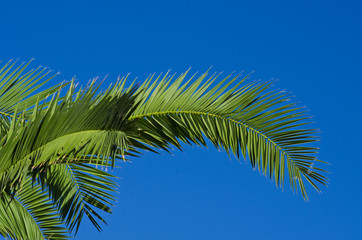 Leaves of palm on the sky background