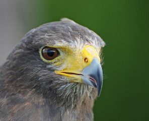 Amerikanischer Bussard
