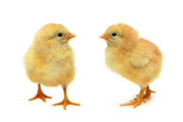 Chicken - baby friends isolated on white