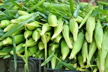 Corn - freshly harvested 