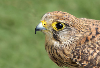 A falcon with beautiful eyes