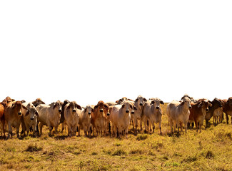 Beef Cattle Herd of brahman cows isolated background - obrazy, fototapety, plakaty