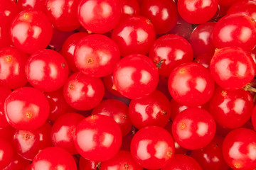 viburnum closeup