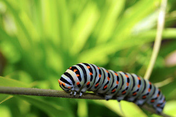 Chenille