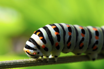 Chenille du papillon Machaon