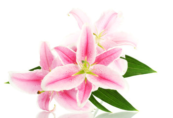 beautiful pink lily, isolated on white