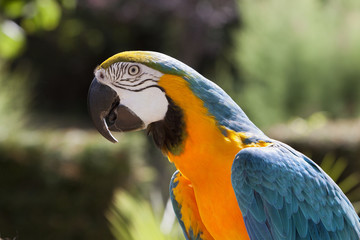 Guacamayo azul y amarillo