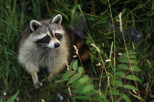 รูปภาพRacoon – เลือกดูภาพถ่ายสต็อก เวกเตอร์ และวิดีโอ374,162 | Adobe Stock
