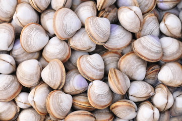 Seafood shellfish