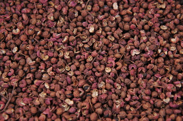 Fototapeta premium Prickly ash