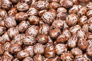 rubber tree seed