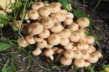 Honey agarics