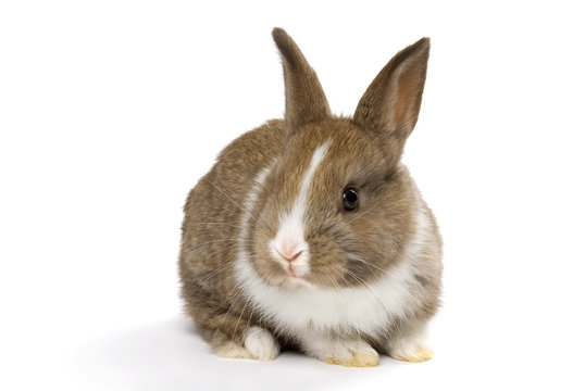 Baby rabbit, 4 weeks old on a white background.