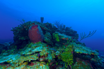 Naklejka na ściany i meble Coral reef near Cayo Largo, Cuba