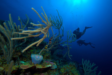 Fototapeta na wymiar Soft Corals near Cayo Largo, Cuba