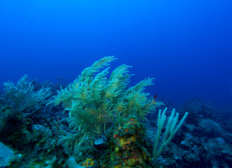 Soft Corals near Cayo Largo, Cuba