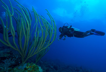 Fototapeta na wymiar Diver and soft corals, Cayo Largo, Cuba