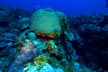 Brain coral (Faviidae) near Cayo Largo, Cuba