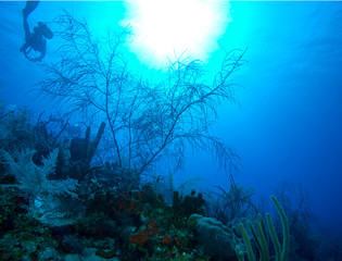 Soft Corals near Cayo Largo, Cuba