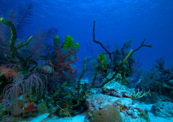 Fototapeta na wymiar Coral reef near Cayo Largo, Cuba