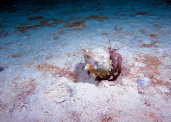 Hermit crab with new shell, night dive, Cuba