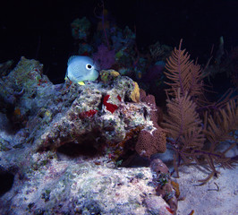 Obraz premium Masked Butterflyfish during night dive, Cayo Largo, Cuba