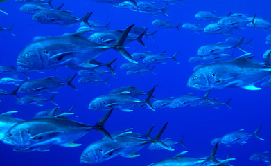 School of tuna fishes, Cuba