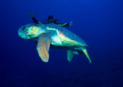 Old big green turtle and diver, Cuba