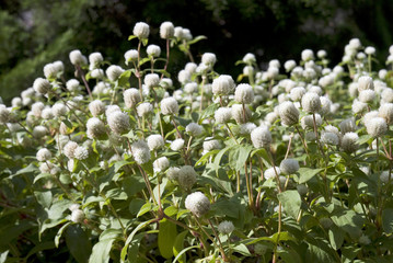 White Globe amaranth