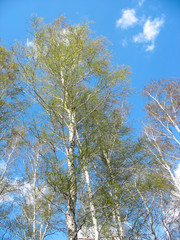 Spring. Birch tops against blue sky