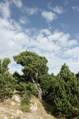 Pin à crochet (Pinus uncinata)