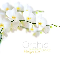 Papier Peint photo Lavable Orchidée Orchidée blanche