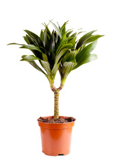 Dracaena