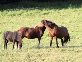 Fototapeta premium Zwei Islandponystuten mit Fohlen