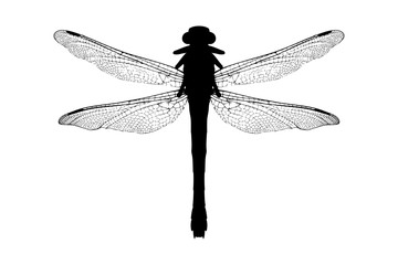 A silhouette of a dragonfly