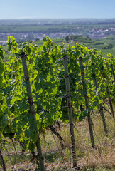 Fototapeta na wymiar Winnica w Pfalz