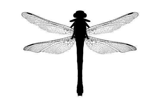 A silhouette of a dragonfly