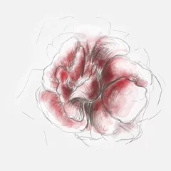 Papier Peint photo Fleurs abstraites Croquis de rose rouge