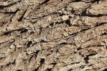 Tamarisk tree bark (Tamarix articulata).