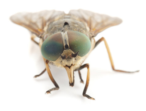 Live horsefly isolated on white background