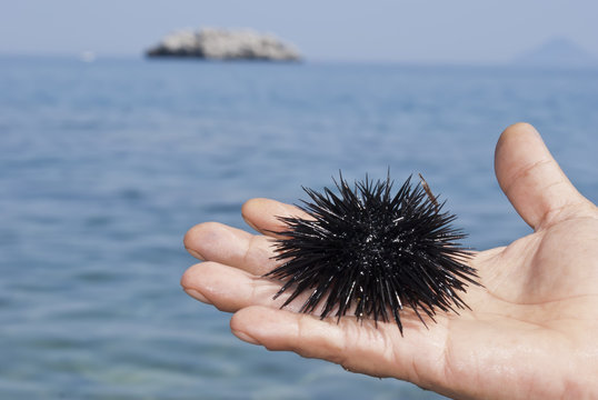sea urchin on hand of man
