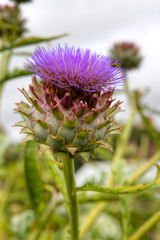 Purple artichoke flower, cardoon (Cynara cardunculus)