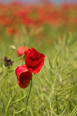 two corn puppys on green