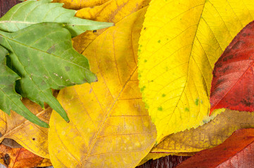 Closeup of some autumnal leaves