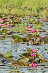 The lake of pink water lily