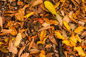 Closeup of some autumnal leaves