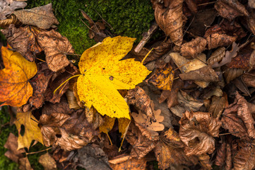 Closeup of some autumnal leaves