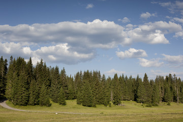 fir trees and cloudy sky