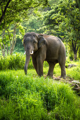 Fototapeta na wymiar Starsza słonia z długimi kłami stoi w lesie