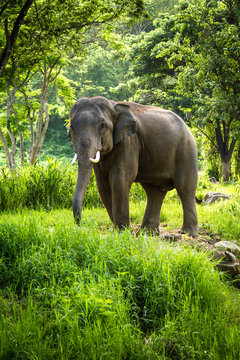 Fototapeta Mature bull elephant with long tusks stands in forest